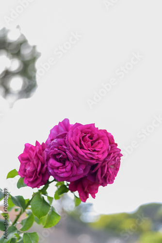 Large scarlet variegated roses against the blue sky in the park - rose garden  gardening  floristry  bokeh effect  selective focus  blurred background  blurred  bokeh