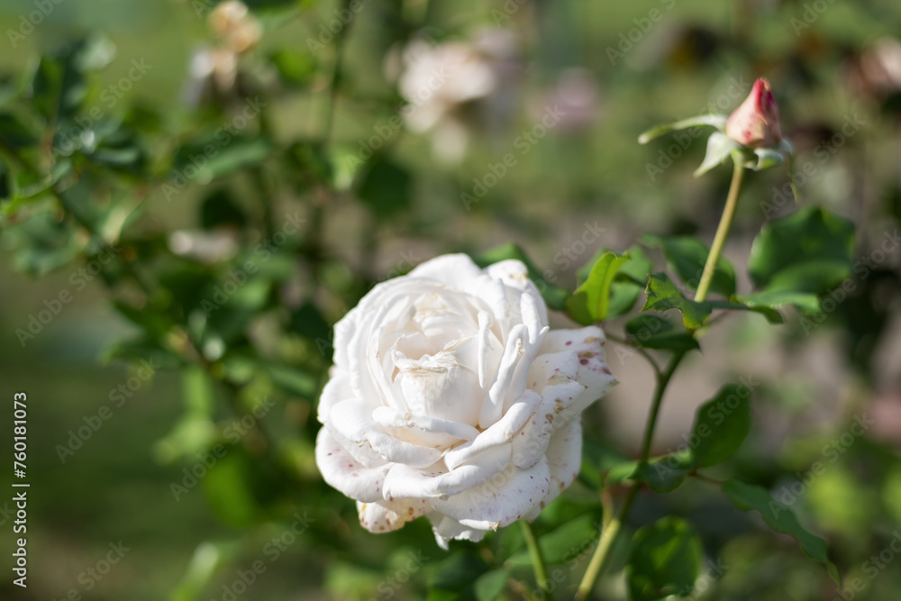 Large white luxury rose flower on a green bush in the park - rose garden, gardening, bokeh effect, selective focus, blurred background, blurred, bokeh