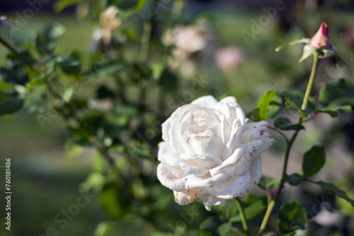 Large white luxury rose flower on a green bush in the park - rose garden, gardening, bokeh effect, selective focus, blurred background, blurred, bokeh