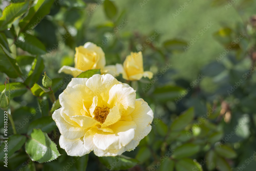 Large yellow roses on green vines in the garden, rose garden, horticulture - vertical view, bokeh effect, selective focus, blurred background Large yellow roses on green vines in the garden, rose garden, horticulture - vertical view, bokeh effect, selective focus, blurred background