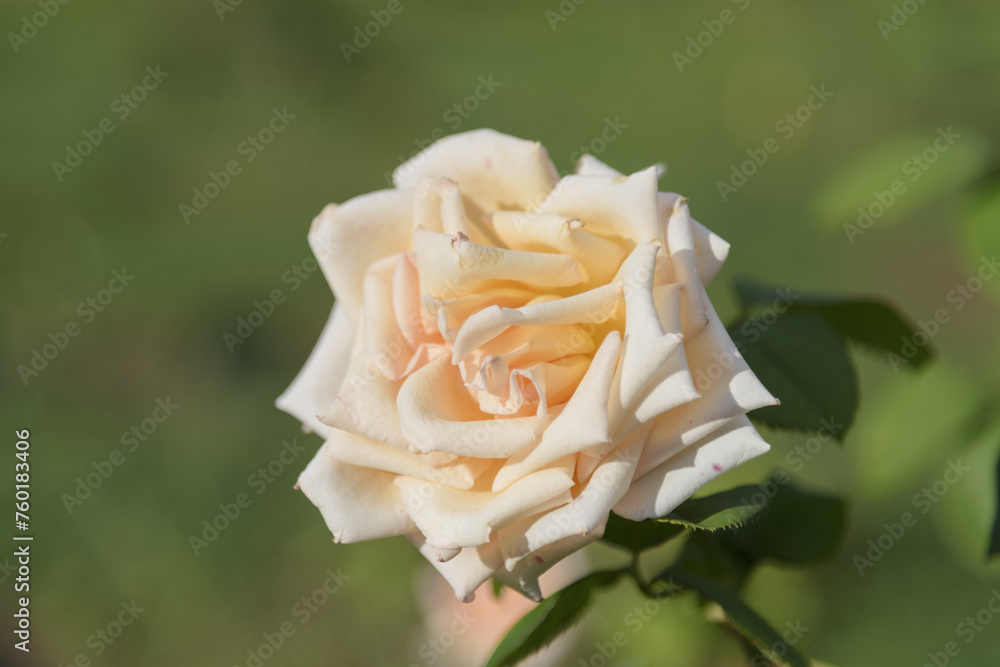 White-yellow large delicate tea rose on a green bush in a park garden - rose garden, gardening, floristry, bokeh effect, selective focus, blurred background, blurred, bokeh