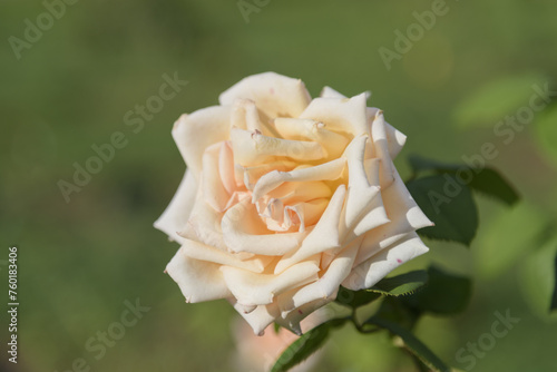 Obraz na płótnie White-yellow large delicate tea rose on a green bush in a park garden - rose garden, gardening, floristry, bokeh effect, selective focus, blurred background, blurred, bokeh w salonie