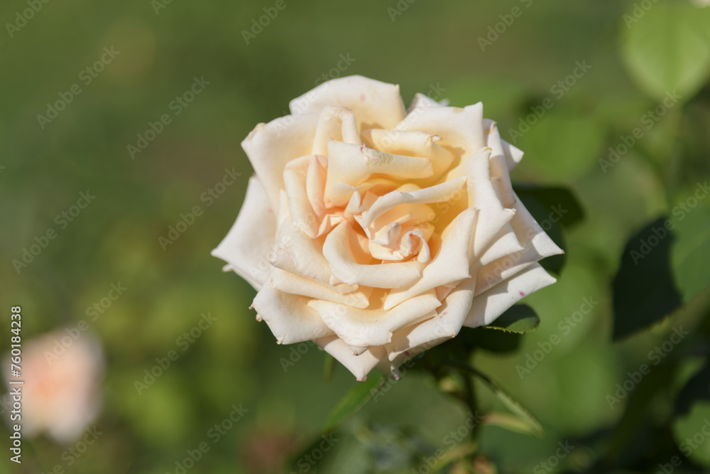 White-yellow large delicate tea rose on a green bush in a park garden - rose garden, gardening, floristry, bokeh effect, selective focus, blurred background, blurred, bokeh