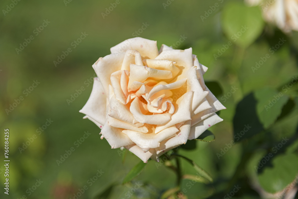White-yellow large delicate tea rose on a green bush in a park garden - rose garden, gardening, floristry, bokeh effect, selective focus, blurred background, blurred, bokeh