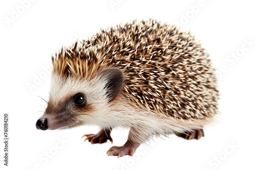 A Sad Hedgehog Isolated on a Transparent Background.