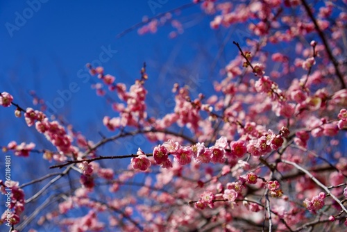 梅の花と青空