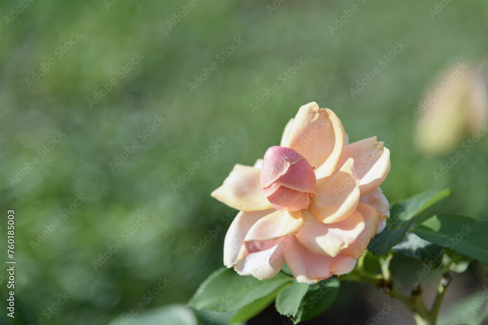 Obraz premium Anunusual large rose flower of delicate peach color on a green bush in park on a bright sunny day - rose garden, gardening, floristry, bokeh effect, selective focus, blurred background, blurred, bokeh