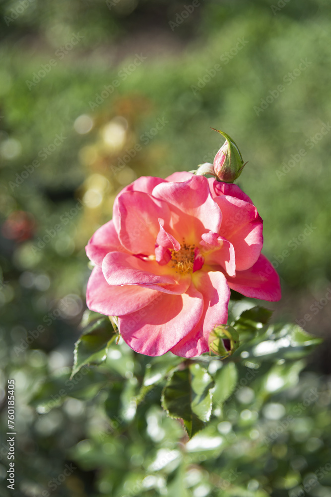 Several delicate pink roses on the branches in the garden, park - rose garden, gardening, floristry, bokeh effect, selective focus, blurred background, blurred, bokeh