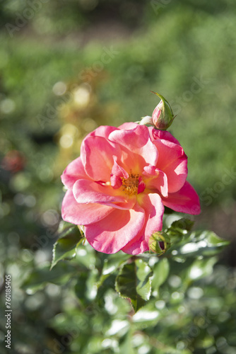 Obraz na płótnie Several delicate pink roses on the branches in the garden, park - rose garden, gardening, floristry, bokeh effect, selective focus, blurred background, blurred, bokeh w salonie