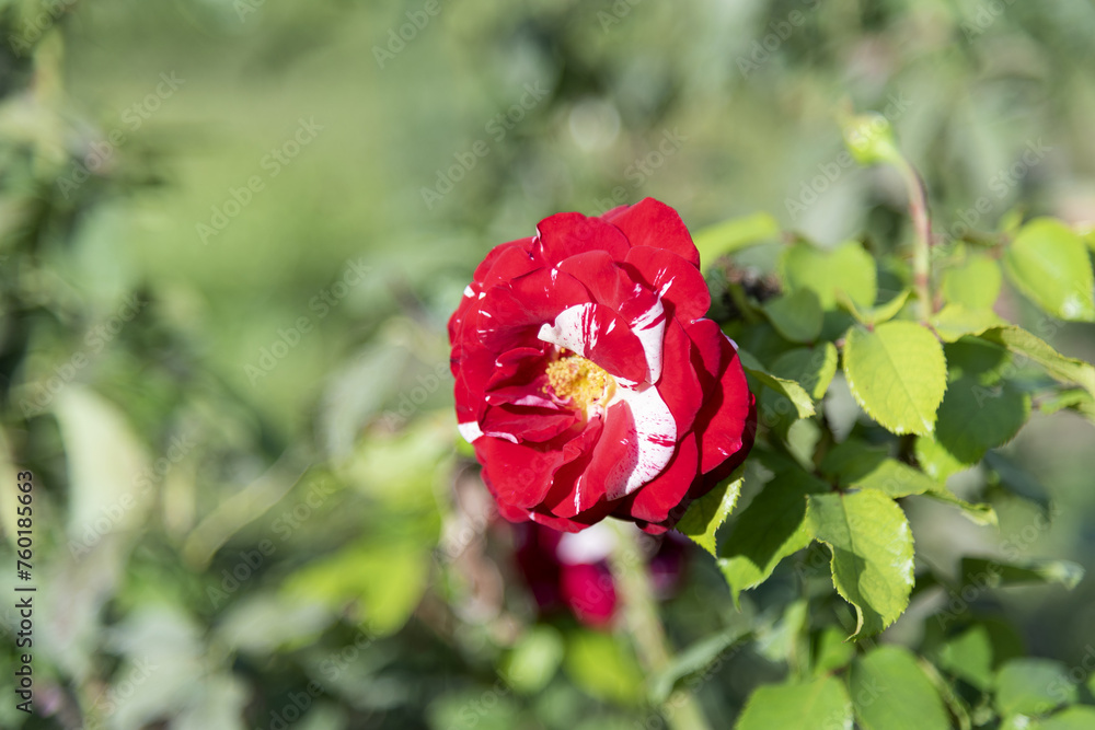 Red and white motley unusual roses on the bushes on the branches in the garden, park - rose garden, gardening, floristry, bokeh effect, selective focus, blurred background, blurred, bokeh