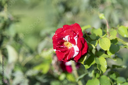 Obraz na płótnie Red and white motley unusual roses on the bushes on the branches in the garden, park - rose garden, gardening, floristry, bokeh effect, selective focus, blurred background, blurred, bokeh w salonie