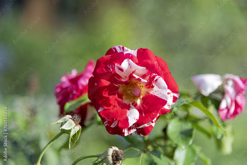Red and white motley unusual roses on the bushes on the branches in the garden, park - rose garden, gardening, floristry, bokeh effect, selective focus, blurred background, blurred, bokeh
