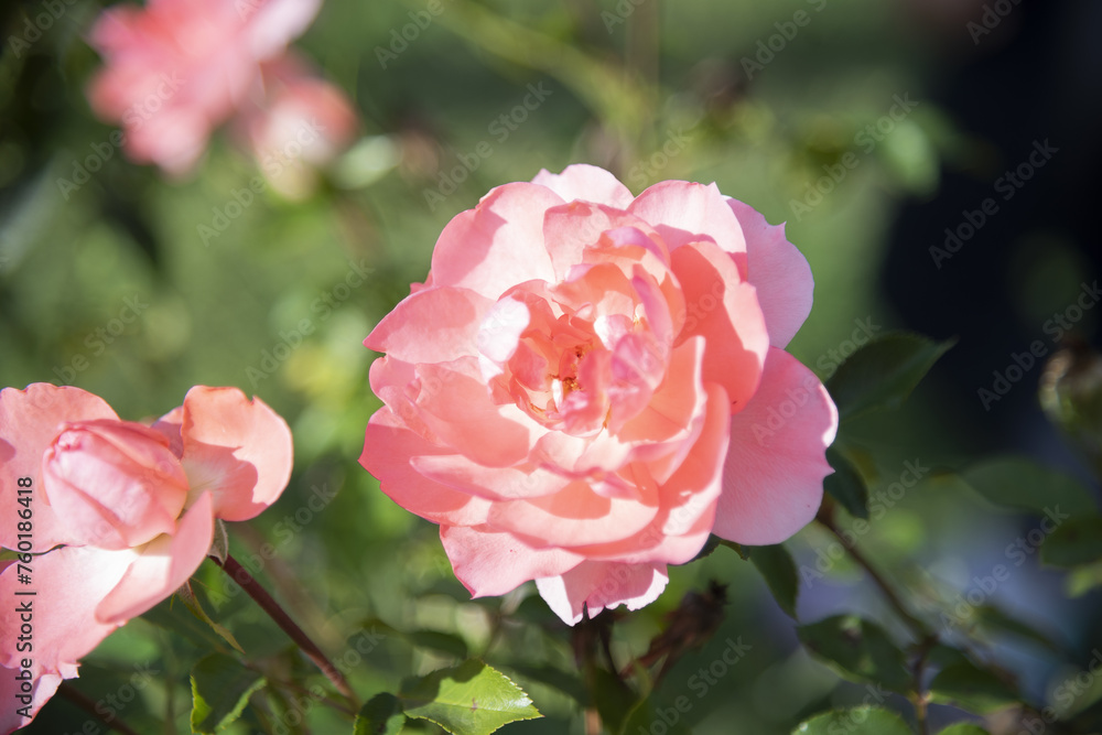 Several delicate pink roses on the branches in the garden, park - rose garden, gardening, floristry, bokeh effect, selective focus, blurred background, blurred, bokeh