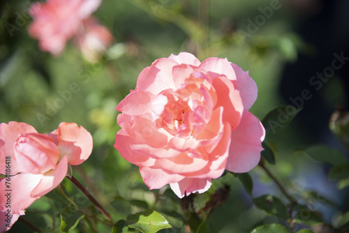 Obraz na płótnie Several delicate pink roses on the branches in the garden, park - rose garden, gardening, floristry, bokeh effect, selective focus, blurred background, blurred, bokeh w salonie