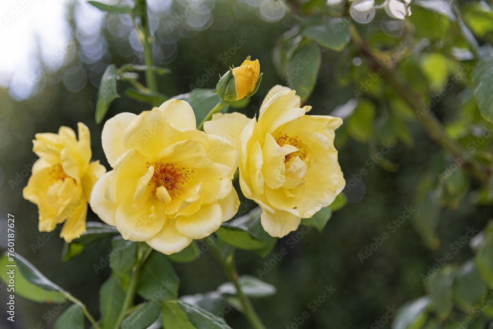 Large yellow roses on green vines in the garden, rose garden, horticulture - vertical view, bokeh effect, selective focus, blurred background