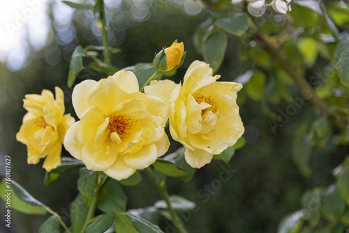 Obraz na płótnie Large yellow roses on green vines in the garden, rose garden, horticulture - vertical view, bokeh effect, selective focus, blurred background w salonie