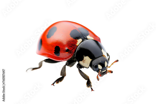 Ladybug Insect Isolated on a Transparent Background.