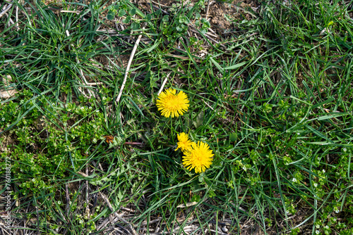 Billede på lærred mauvaises herbes et petite fleur de pissenlits