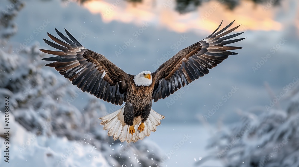 Obraz premium Majestic Flight: Bald Eagle Soaring over Wintry Landscape