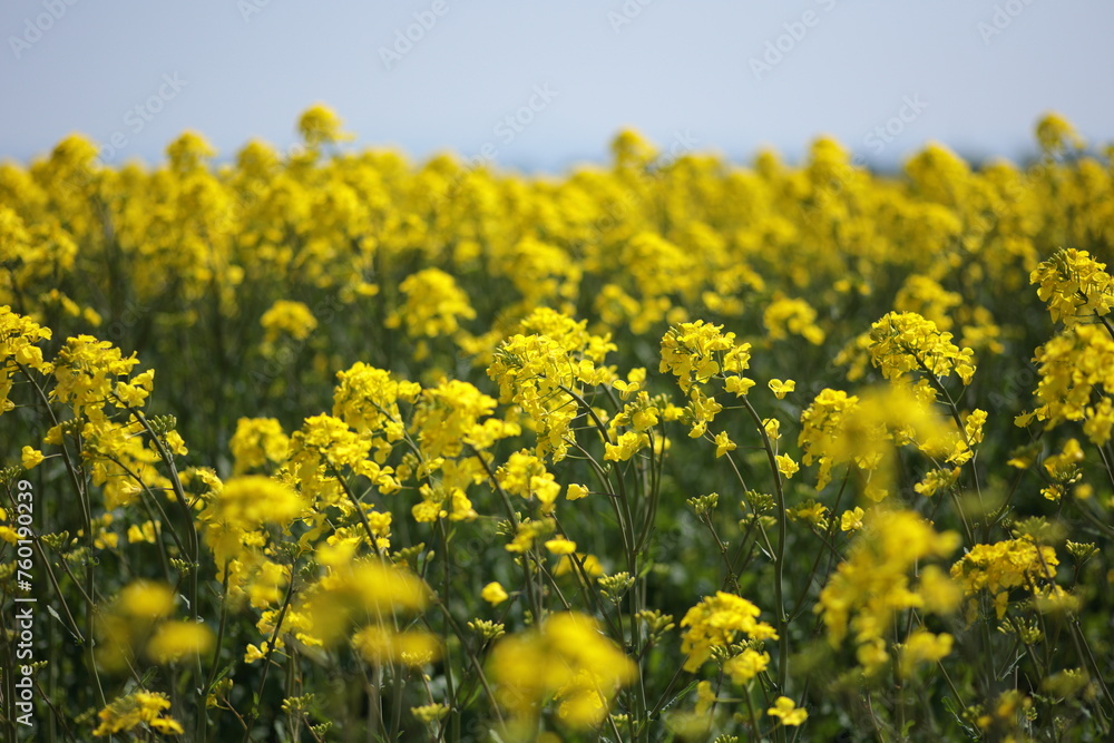 5月中旬に満開を迎えた、当別町の菜の花 5月中旬に満開を迎えた、当別町の菜の花
