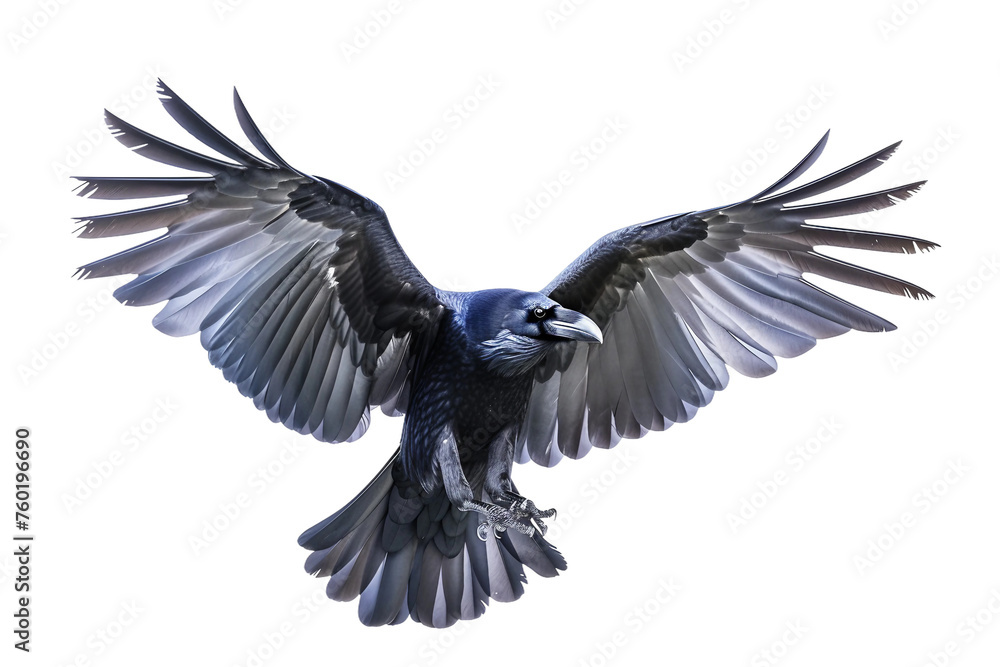Fototapeta premium A Beautiful Raven Isolated on a Transparent Background.
