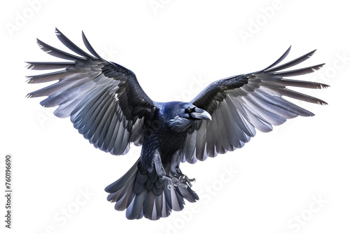 A Beautiful Raven Isolated on a Transparent Background. © rzrstudio