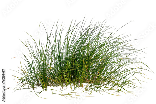 Tuft of Sea Grass Isolated on a Transparent Background.