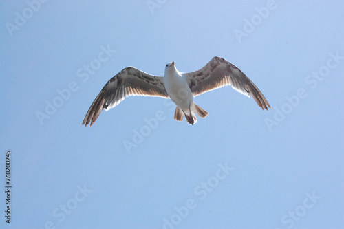 Seagull flying
