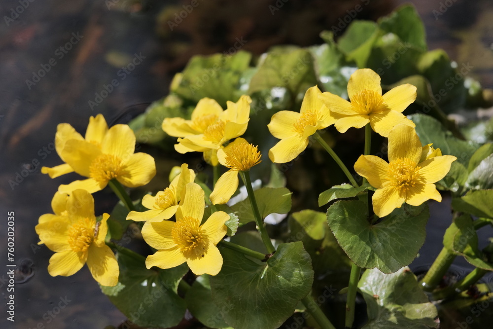 In spring, Caltha blooms in European swamps.
In spring, Caltha blooms in European swamps.