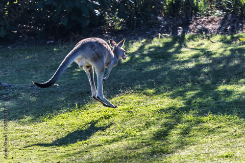 Graceful Kangaroo Leaping Across the Meadow