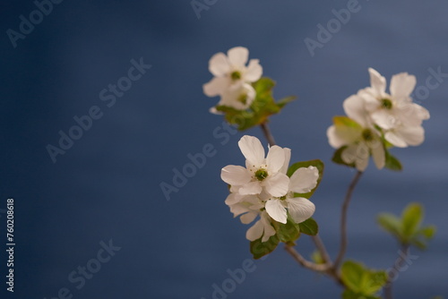 春の花、リキュウバイ、梅、利休梅、青、控えめな美しさ、Exochorda racemosa
