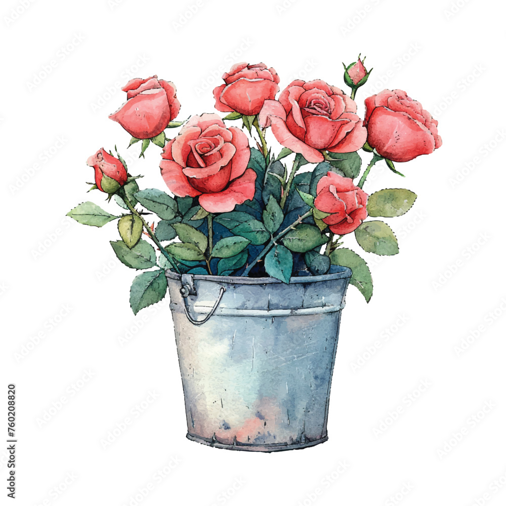 bucket of roses vector illustration in watercolour style