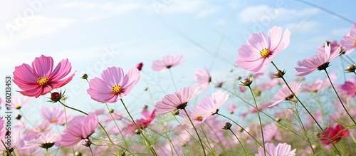 Vibrant Pink Cosmos Flowers Blossoming in Serene Field under Clear Blue Skies