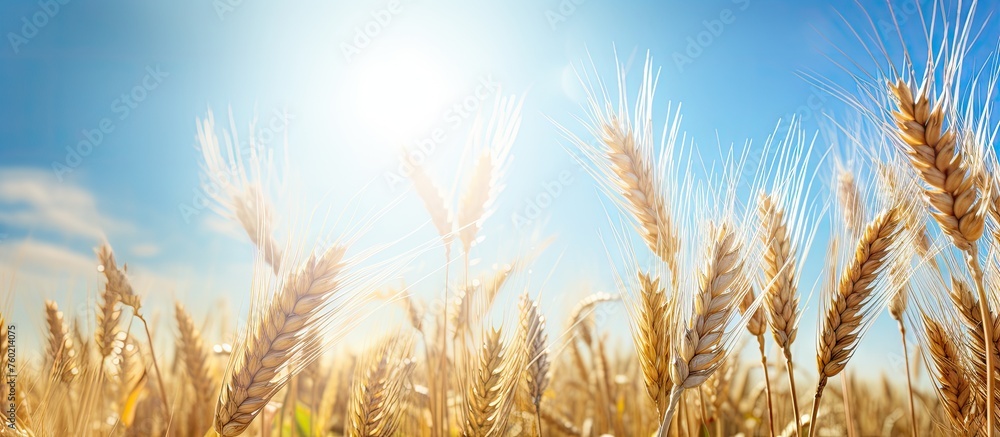 Golden Wheat Field with Bright Sunlight Glowing in the Background Golden Wheat Field with Bright Sunlight Glowing in the Background