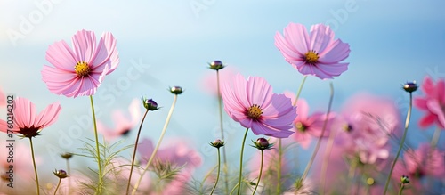 Radiant Pink Flowers Blossom Beautifully in the Warm Sunlight © Ilgun