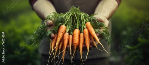 Harvesting Fresh Organic Carrots: A person's hands holding ripe vegetables on a sunny farm