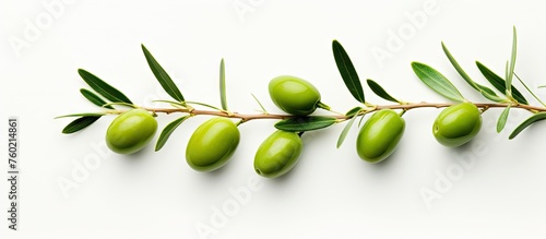 Fresh Olive Branch with Ripe Green Olives on Clean White Background