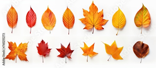 Vibrant Collection of Colorful Autumn Leaves in Various Shapes and Sizes for Seasonal Designs