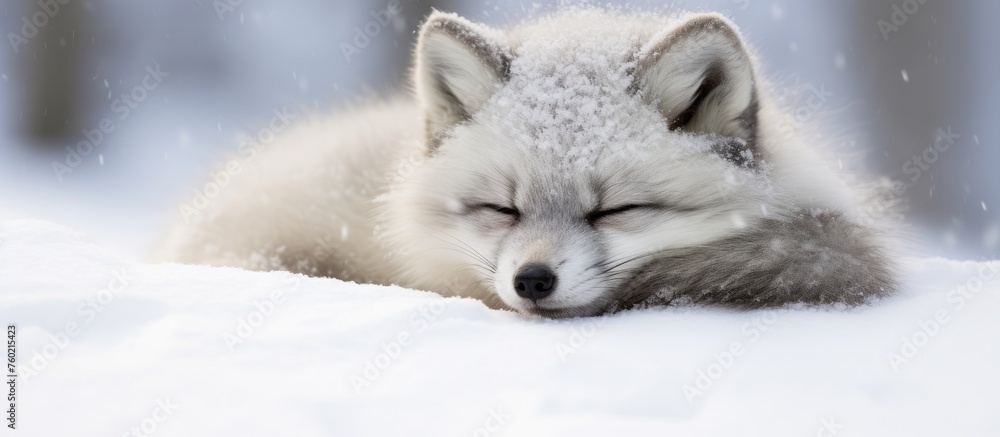Peaceful Arctic Fox Resting in a Serene Blanket of Snow, Embracing the Cold Winter Beauty
