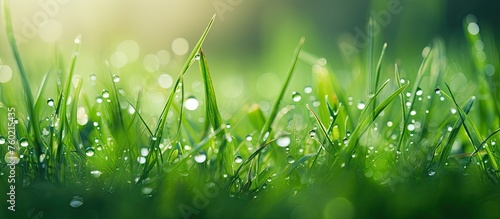 Tranquil Morning Scene: Vibrant Green Grass with Sparkling Dew Drops under Soft Light