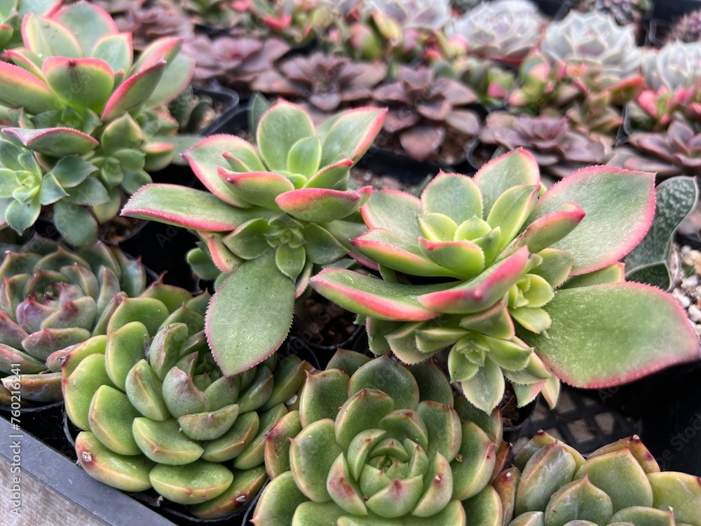 Various Succulents and Cacti for Sale at Farmer's Market Various Succulents and Cacti for Sale at Farmer's Market