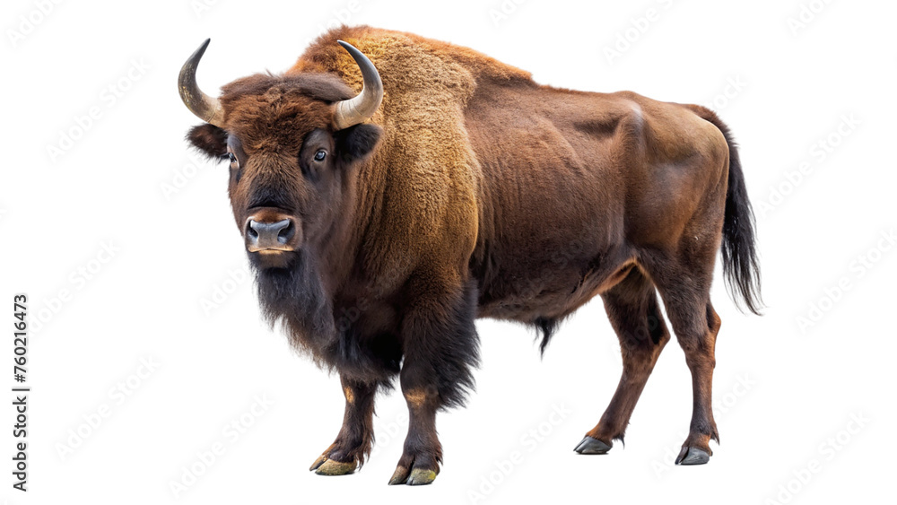 Brown bison. isolated on transparent background. Brown bison. isolated on transparent background.