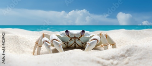 Curious Crab Scuttling Along Sandy Shoreline Enjoying Sunny Beach Day