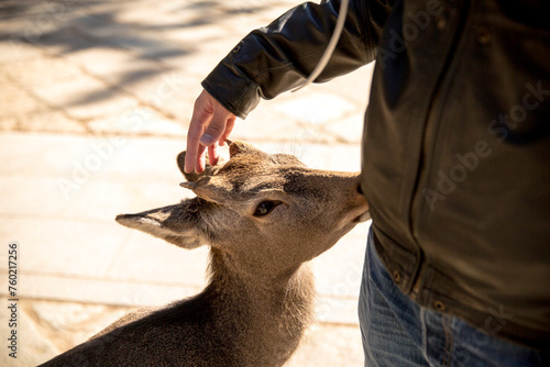 Person with Deer