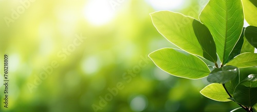 Sun-kissed Green Foliage Glowing Under Clear Blue Skies in Outdoor Nature Setting