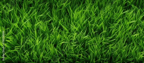 Vibrant Green Grass Texture Under Natural Sunlight - Fresh Spring Background