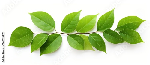 Vibrant and Fresh Green Leaves with Elegant Twists on Clean White Background
