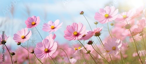 Sunlit Pink Cosmos Flowers Blooming in a Lush Garden Meadow on a Beautiful Summer Day