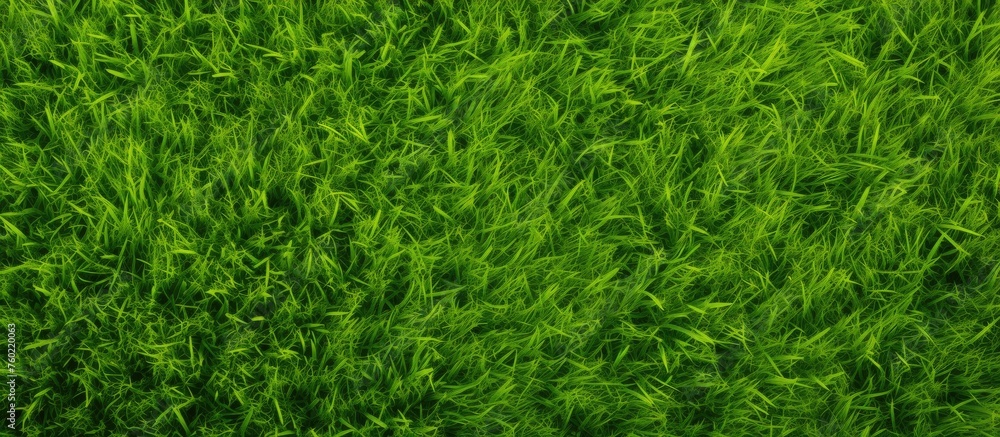 Vibrant Green Grass Texture Background with Fresh Spring Foliage and Sunlight