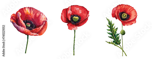 Set of three watercolour painted poppy flowers photo